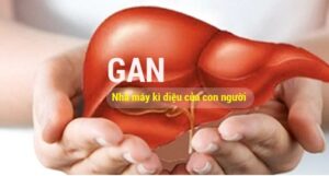 gan nhó kỳ nam giúp hỗ trợ bảo vệ lá gan